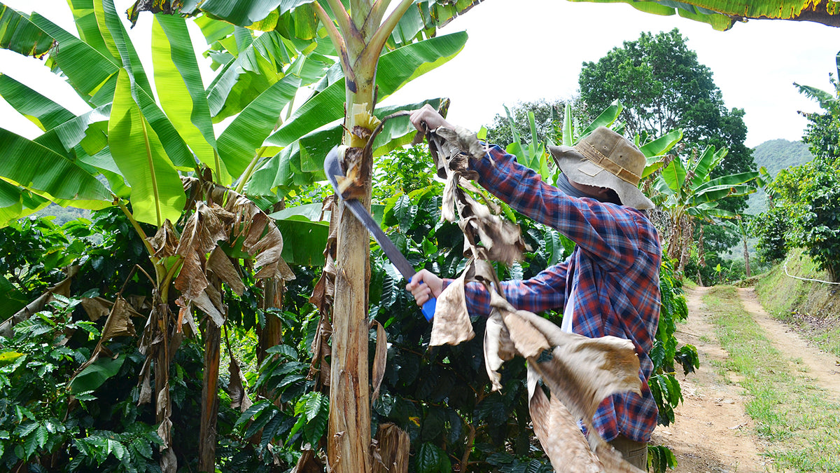 A still image of an Ecuadorian farmer hacking at a plantain tree with a machete.